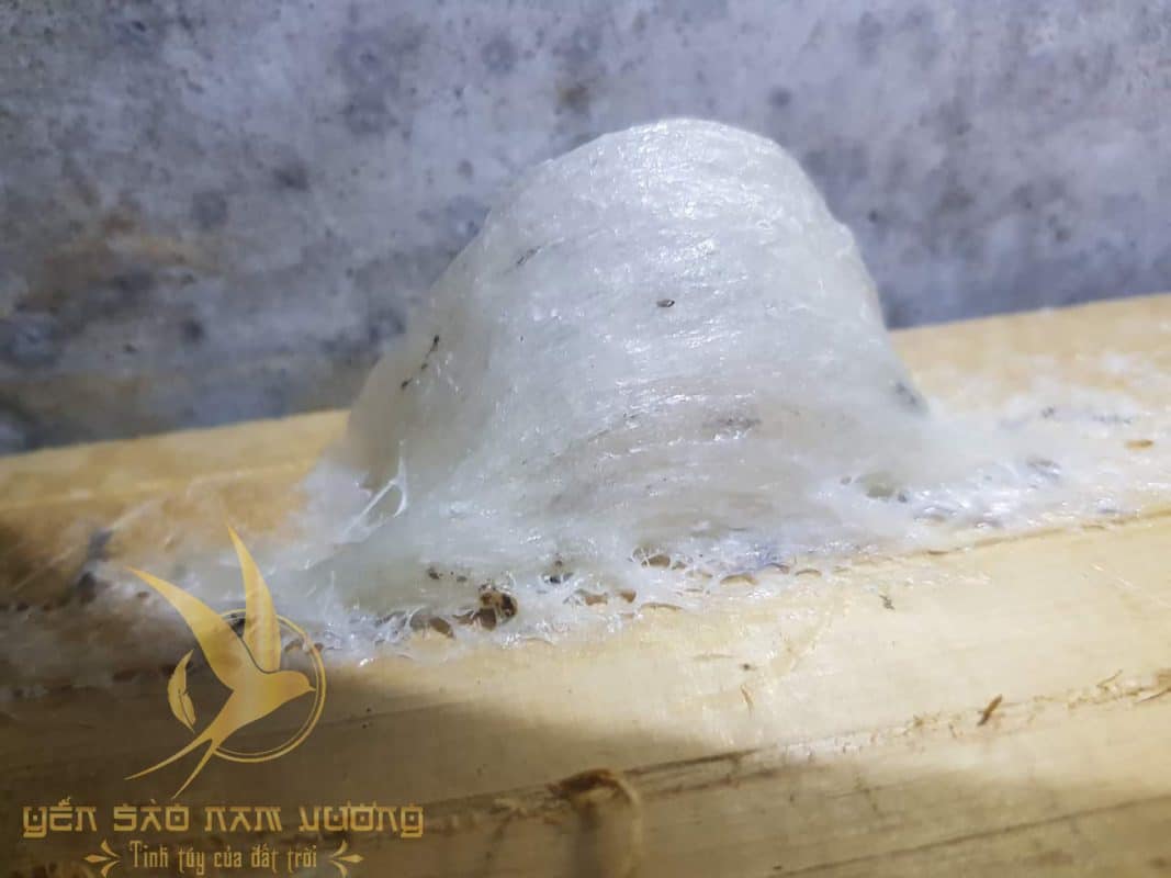Lấy tổ yến có ác không?