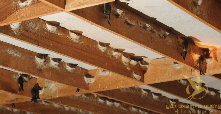 tổ yến thô nguyên chất cao cấp