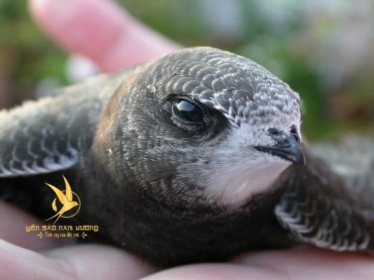 Nghề gọi Yến là một nghề vô nhân đạo